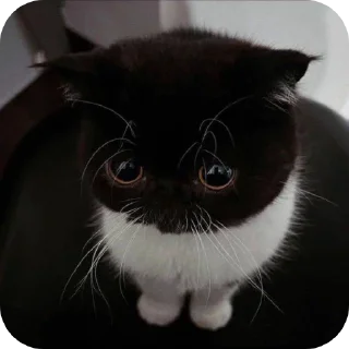 🐱