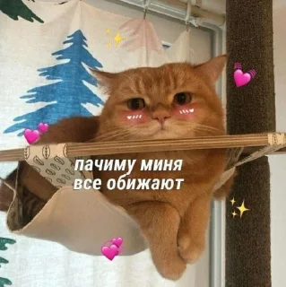 😿