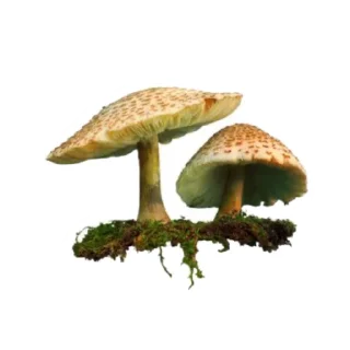 🍄