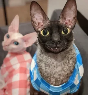 🦇