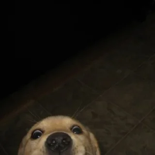 🐶