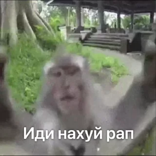 Бибизьянки | @StopStick