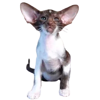 👂