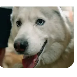 🐶