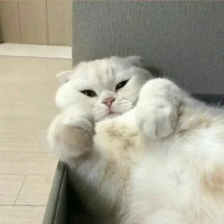 😸