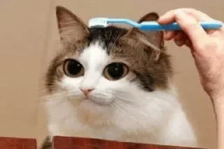 🐾