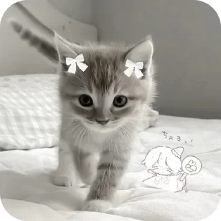 🐱