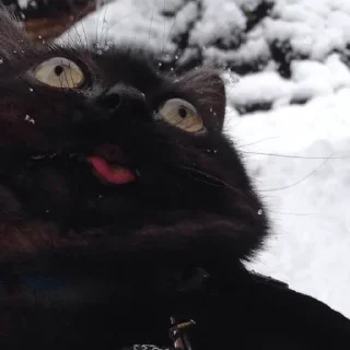 🤪