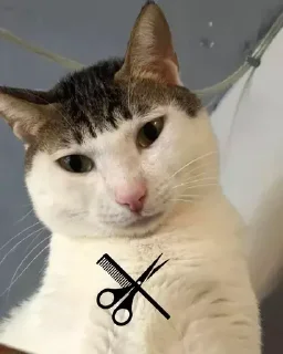 ✂️