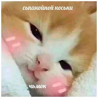 🍈