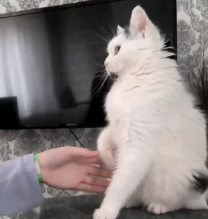 🐈