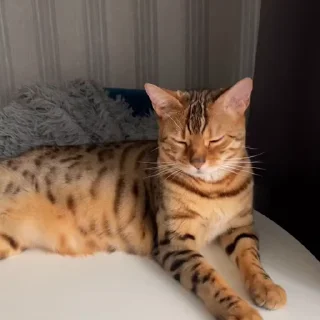🤩