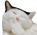 😄