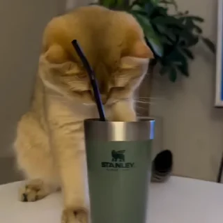 🐈‍⬛️