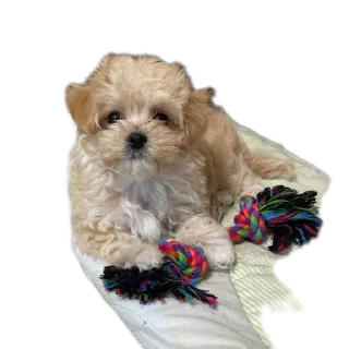🐶