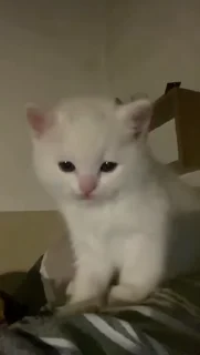 🐈‍⬛