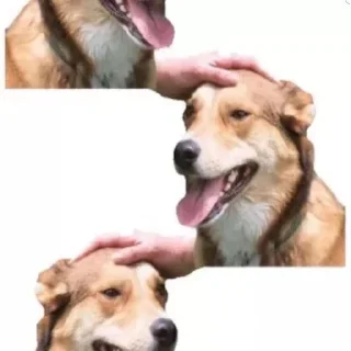 🐶