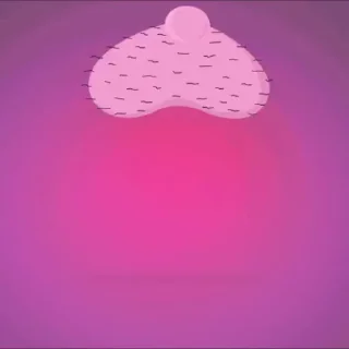 🍆