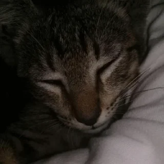 😴