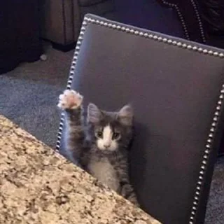 🙋