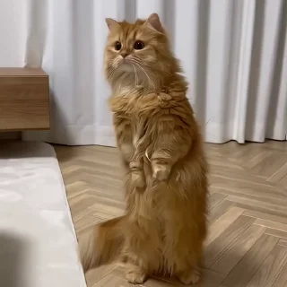 👀