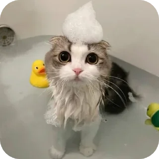 🐱