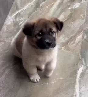 🌟