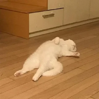 🤪