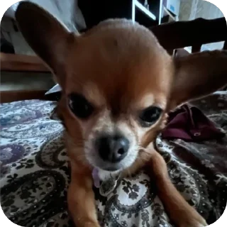 🐶