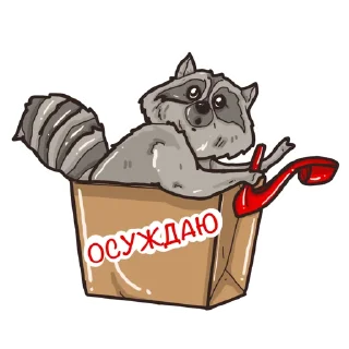 🦝