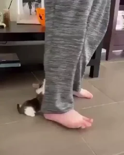 🐈