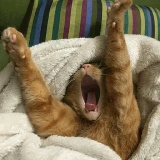 😴