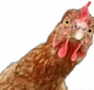 🐔
