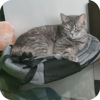 🐱