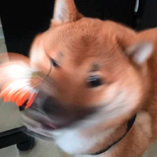 🐶
