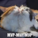 Котеечная любовь