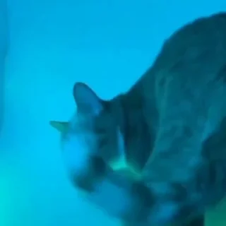 🐈