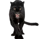 🐱
