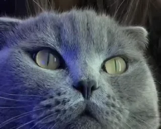 😼