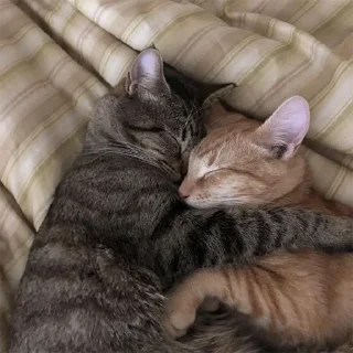 🐈