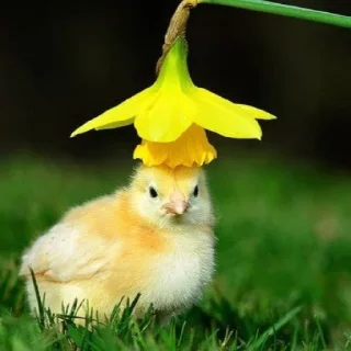 🤩