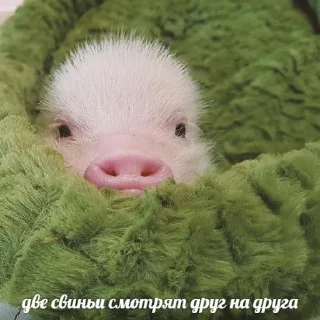 🐷