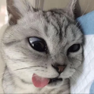 😼