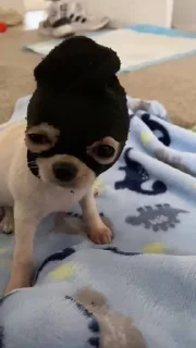 👽