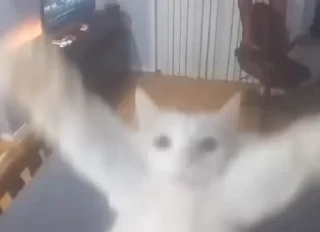 🌟