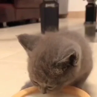 😼
