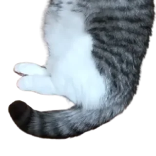 😺