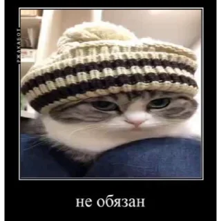 🐈