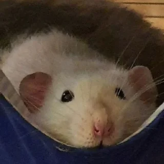 👁️