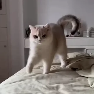 🐈‍⬛️